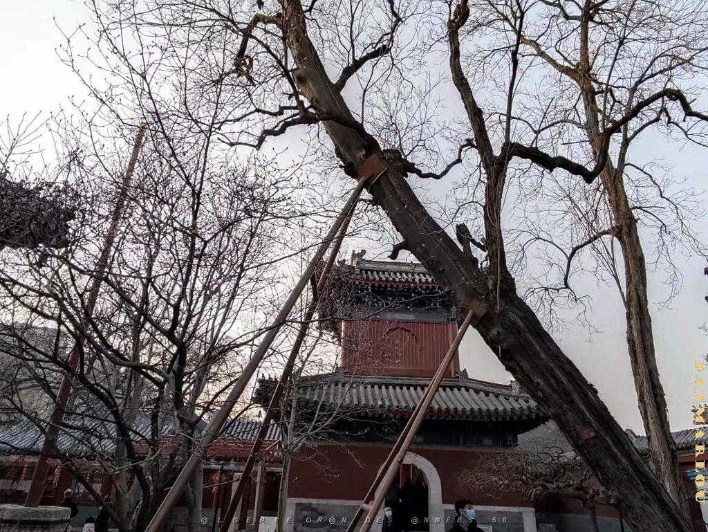 2023 02 05  PEKIN - WANSHOU TEMPLE LONGEVITE BIENVEILLANCE (14).jpg
